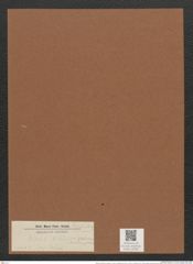 Nitzschia subtilis var. paleacea = tenuis f. paleacea (de-Toni-Nr.: Genus 47, Species 2150 ?) Zeichnungen Sammlung Grunow Mappe 02285 (Herbarium_W_Grunow_drawings_Folder_02285)